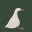 Wild Geese Wild Geese